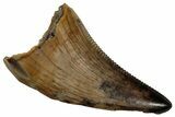 Serrated, Dromaeosaurid Theropod (Acheroraptor?) Tooth - Montana #352040-1